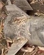 The army has taken the projectile piece for further investigation. (HT File) The army has taken the projectile piece for further investigation. (HT File)