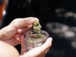 Approximately 567 kilograms of illegal cannabis with an estimated market value of  <span class='webrupee'>₹</span>56 lakh, was seized from a mini truck by Rajasthan Police in 2024. 