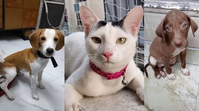 These lovable pets in Delhi-NCR are looking for reliable families. Wouldn't you be the one to give them love forever? These lovable pets in Delhi-NCR are looking for reliable families. Wouldn't you be the one to give them love forever?
