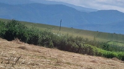Viewers were left puzzled by an optical illusion featuring a fox hidden in a picturesque landscape. (Reddit/ObsessedChutoy3) Viewers were left puzzled by an optical illusion featuring a fox hidden in a picturesque landscape. (Reddit/ObsessedChutoy3)