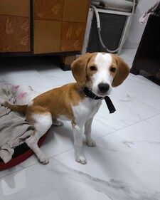 Bruno is an eight-month-old male Beagle. Bruno is an eight-month-old male Beagle.