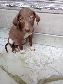 Simba is a one-year old puppy, Simba is a one-year old puppy,