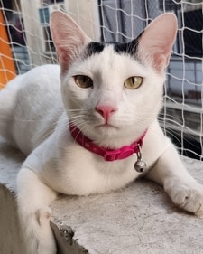 Snowy is a one-year-old male cat. Snowy is a one-year-old male cat.