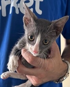 Zen is a 45-day-old Indie kitten. Zen is a 45-day-old Indie kitten.