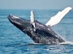 A large number of people are now flocking to the beach to have a glimpse of the whale on Kerala coastal hamlet A large number of people are now flocking to the beach to have a glimpse of the whale on Kerala coastal hamlet