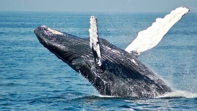 A large number of people are now flocking to the beach to have a glimpse of the whale on Kerala coastal hamlet (representational image)