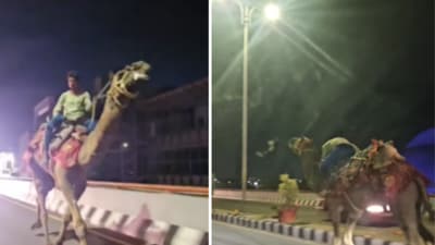The camel’s handler, who appeared extremely intoxicated, was seen swaying side to side. (Instagram/ikshorts) The camel’s handler, who appeared extremely intoxicated, was seen swaying side to side. (Instagram/ikshorts)