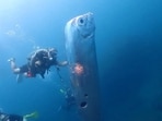 Giant Oarfish with strange shark bites found in Taiwan waters in 2023 (Representational) Giant Oarfish with strange shark bites found in Taiwan waters in 2023 (Representational)