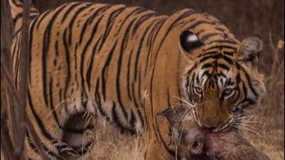 Arrowhead was found dead at the zone 2 of RTR only on Thursday morning hours after her daughter Kankati was set off to Mukundra Tiger Hills (Sourced/ HT) Arrowhead was found dead at the zone 2 of RTR only on Thursday morning hours after her daughter Kankati was set off to Mukundra Tiger Hills (Sourced/ HT)