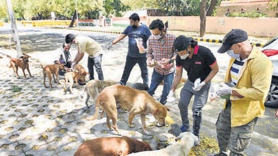 New Delhi, India- April 08, 2020: People feed stray dogs at Jantar Mantar Road on day fifteen of the 21 day nationwide lockdown against the coronavirus, in New Delhi, India on Wednesday, April 08, 2020. (Photo by Sonu Mehta/Hindustan Times) (Sonu Mehta/HT PHOTO)