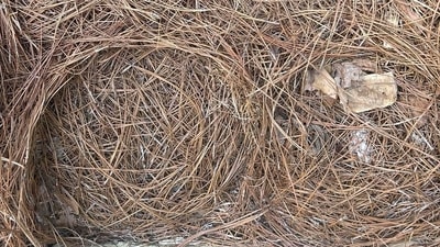 Users struggled to find a snake cleverly hidden in a simple forest scene. (Reddit/mellohorse)