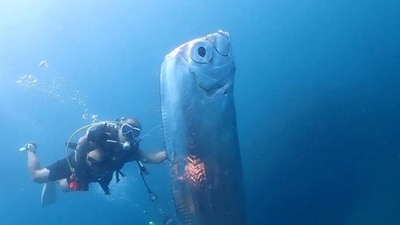 Giant Oarfish with strange shark bites found in Taiwan waters in 2023 (Representational) (Jam Press/@chengruwang) Giant Oarfish with strange shark bites found in Taiwan waters in 2023 (Representational) (Jam Press/@chengruwang)