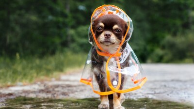 Get your furry babies ready for monsoon by following the right hygiene routine. (Shutterstock) Get your furry babies ready for monsoon by following the right hygiene routine. (Shutterstock)