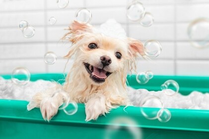 Bathing helps dogs stay clean. (Shutterstock) Bathing helps dogs stay clean. (Shutterstock)