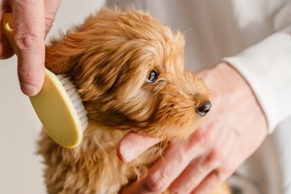 Brush dog fur to remove dirt. (Shutterstock) Brush dog fur to remove dirt. (Shutterstock)