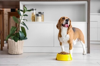 Good nutrition reduces chances of falling sick during the monsoon season. (Shutterstock) Good nutrition reduces chances of falling sick during the monsoon season. (Shutterstock)