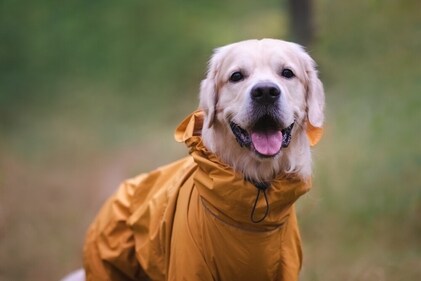 Make your pets wear a raincoat if going out for a walk on a rainy day. (Shutterstock) Make your pets wear a raincoat if going out for a walk on a rainy day. (Shutterstock)