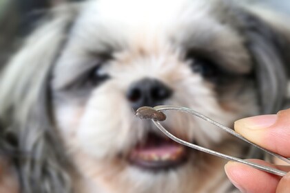 Use tweezers to remove ticks. (Shutterstock) Use tweezers to remove ticks. (Shutterstock)