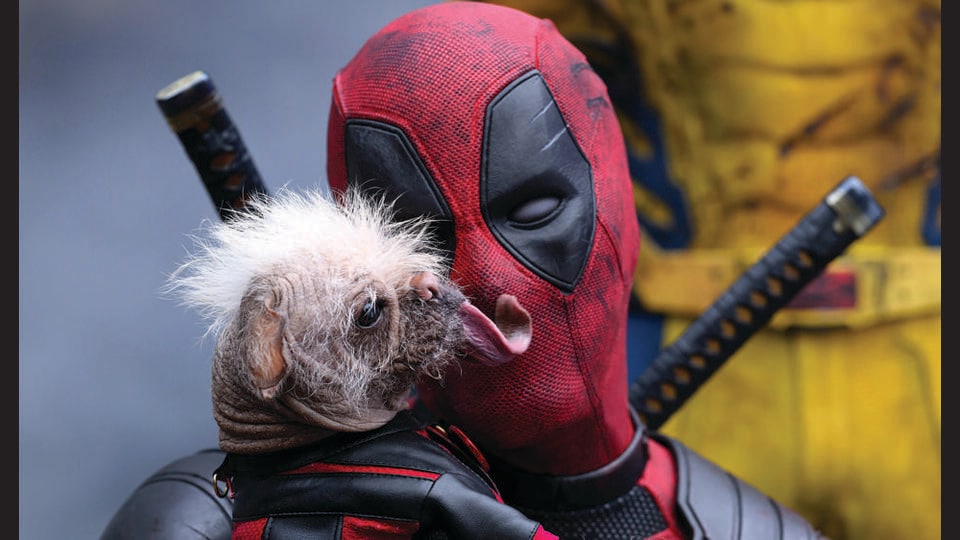 Mixed-breed pug Peggy, who played Dogpool in Deadpool, landed the part because of her off-beat looks.