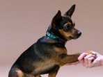 Dog_Training