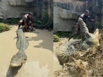 A viral video showed a man narrowly escaping a crocodile’s sudden lunge after trying to grab its tail. A viral video showed a man narrowly escaping a crocodile’s sudden lunge after trying to grab its tail.