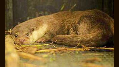 Eurasian otters, locally known as Vuder, are indicators of high quality aquatic habitat and are flagship species.