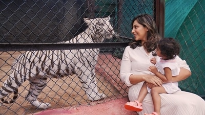 Ram Charan and Upasana Konidela's daughter Klin Kaara with her namesake tigress. Ram Charan and Upasana Konidela's daughter Klin Kaara with her namesake tigress.