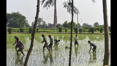 Paddy transplantation in Punjab has been completed on just 35% of the total area expected to be cultivated this kharif season, prompting concerns from the state’s agricultural experts. Paddy transplantation in Punjab has been completed on just 35% of the total area expected to be cultivated this kharif season, prompting concerns from the state’s agricultural experts.