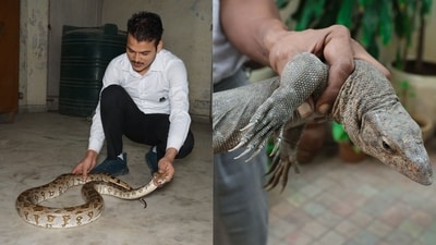 Sightings of reptiles like snakes and monitor lizards in Delhi-NCR households often spike during the monsoon months. Sightings of reptiles like snakes and monitor lizards in Delhi-NCR households often spike during the monsoon months.