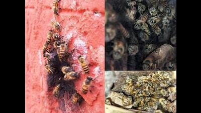 Apis cerena in a wall and (right) hollow in tree roots, PU. (Arun Bansal) Apis cerena in a wall and (right) hollow in tree roots, PU. (Arun Bansal)