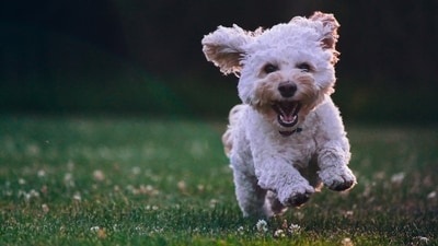 A British woman developed fatal rabies weeks after a minor puppy scratch in Morocco. (Representational image/Unsplash) A British woman developed fatal rabies weeks after a minor puppy scratch in Morocco. (Representational image/Unsplash)