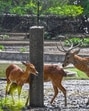 Deer at Delhi Zoo on June 9. (Sanchit Khanna/HT Photo) Deer at Delhi Zoo on June 9. (Sanchit Khanna/HT Photo)