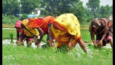 A group of women farmers sowing paddy in a field at a village in Soraon area of Prayagraj. (HT File)