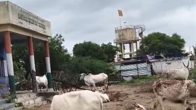 Cow in the premises of Government Kannada Lower Primary School in Parasapur village of Yadgir district (HT photo)