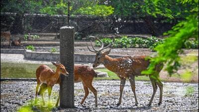 Deer at Delhi Zoo on June 9. (Sanchit Khanna/HT Photo) Deer at Delhi Zoo on June 9. (Sanchit Khanna/HT Photo)