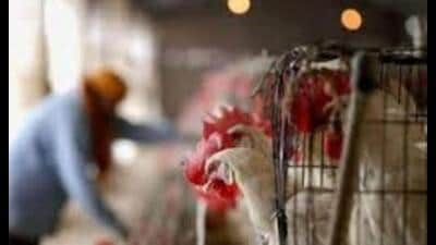 The samples were dispatched on Sunday to Bhopal and Bareilly institutes. (For representation)