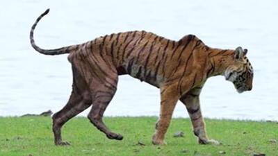 Arrowhead, the legendary Ranthambore tigress died on June 19 at an age of 11-years after suffering from bone cancer. (Instagram/sachin_rai_photography) Arrowhead, the legendary Ranthambore tigress died on June 19 at an age of 11-years after suffering from bone cancer. (Instagram/sachin_rai_photography)