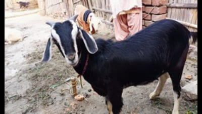 As per guidelines issued by the government on June 18, the total cost per unit is set at ₹60,000, with the state government providing 90% (Rs. 54,000) as subsidy. The beneficiaries will contribute the remaining 10% ( ₹6,000). (Pic for representation) As per guidelines issued by the government on June 18, the total cost per unit is set at ₹60,000, with the state government providing 90% (Rs. 54,000) as subsidy. The beneficiaries will contribute the remaining 10% ( ₹6,000). (Pic for representation)