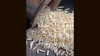 Currently, paddy is cultivated on approximately 34 lakh acres in Haryana, yielding 68 lakh metric tonnes (MT), including 20 lakh MT of basmati rice. (HT File) Currently, paddy is cultivated on approximately 34 lakh acres in Haryana, yielding 68 lakh metric tonnes (MT), including 20 lakh MT of basmati rice. (HT File)