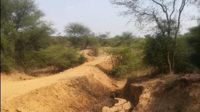 The protected Aravalli Forest behind Suncity in Gurugram Sector 54. (HT Archive) The protected Aravalli Forest behind Suncity in Gurugram Sector 54. (HT Archive)