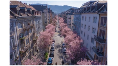 Pink cherry blossoms frame a picturesque street in Zurich, Switzerland.