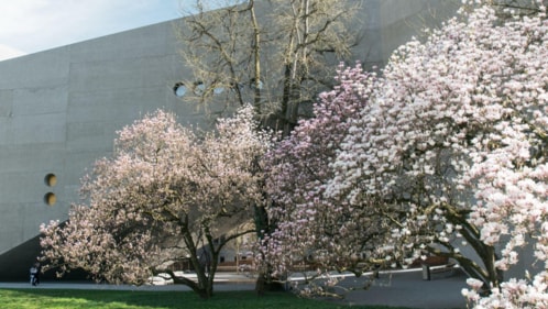 In bloom: the magnolia trees near Zurich's Kunsthaus.