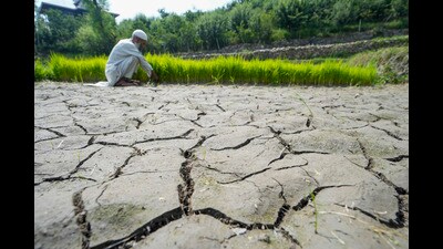 A farmer checks his crops dried up paddy land, at Check Dara on the outskirts of Srinagar on Tuesday. (PTI) A farmer checks his crops dried up paddy land, at Check Dara on the outskirts of Srinagar on Tuesday. (PTI)