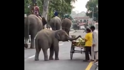 A baby elephant stole hearts online as it took a snack from a street cart. (X/@susantananda3) A baby elephant stole hearts online as it took a snack from a street cart. (X/@susantananda3)