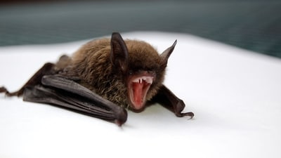 New ‘brain-inflaming’ bat viruses have been found in China. (UnSplash) New ‘brain-inflaming’ bat viruses have been found in China. (UnSplash)