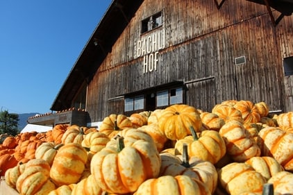 Crisp blue skies and a riot of pumpkins.