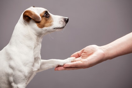 Pets always reach out to you in the dark, with their goofy yet calming presence. (Shutterstock) Pets always reach out to you in the dark, with their goofy yet calming presence. (Shutterstock)