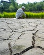 A farmer checks his crops dried up paddy land, at Check Dara on the outskirts of Srinagar on Tuesday. (PTI) A farmer checks his crops dried up paddy land, at Check Dara on the outskirts of Srinagar on Tuesday. (PTI)