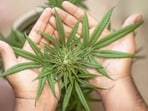 The move came after officials last month revealed that cannabis smuggling cases involving tourists had soared in recent months.
