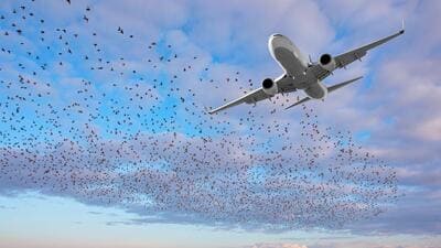 Shelar orders swift action to curb bird menace near CSMIA Shelar orders swift action to curb bird menace near CSMIA